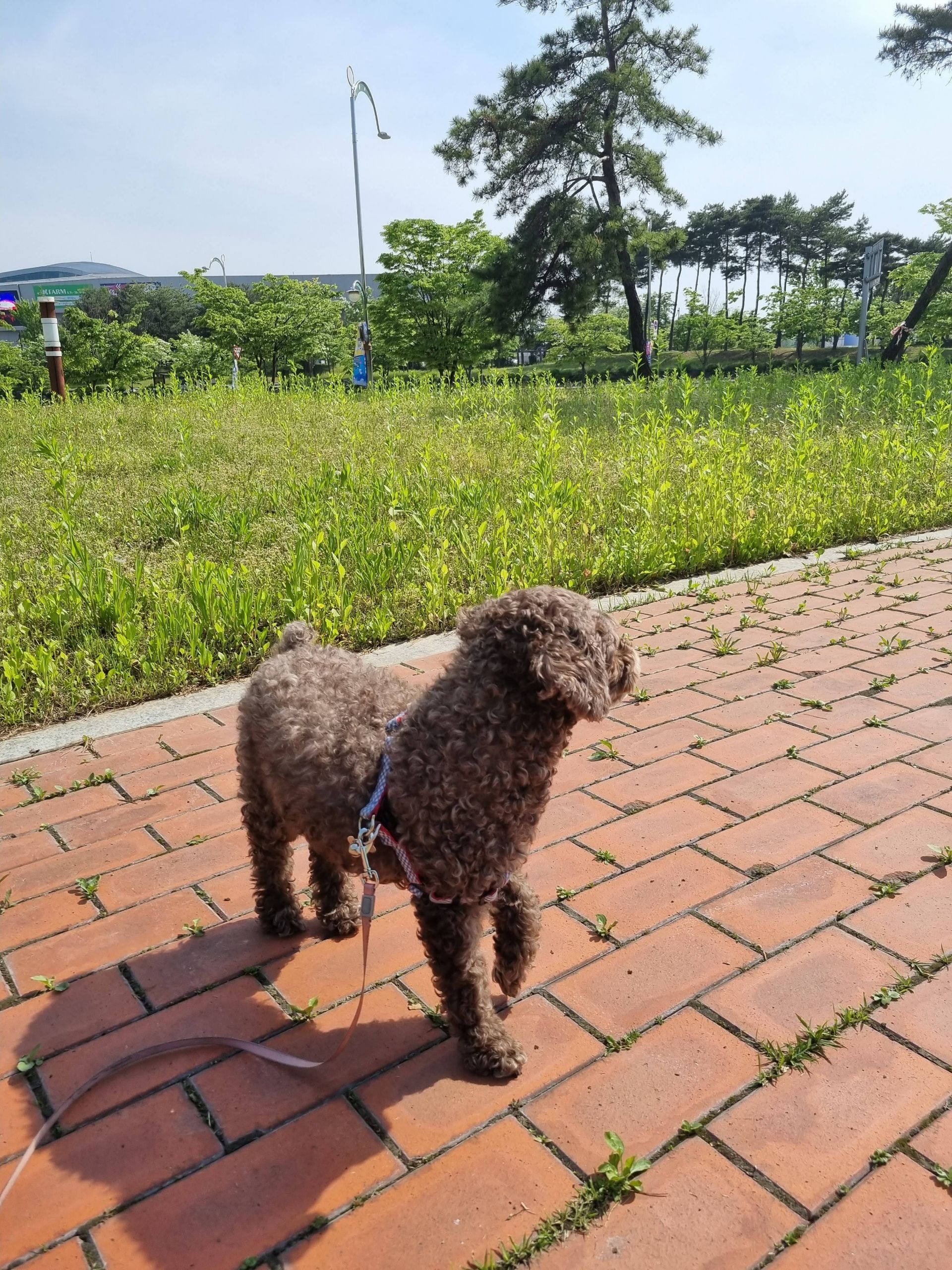 깃발 설치 사진